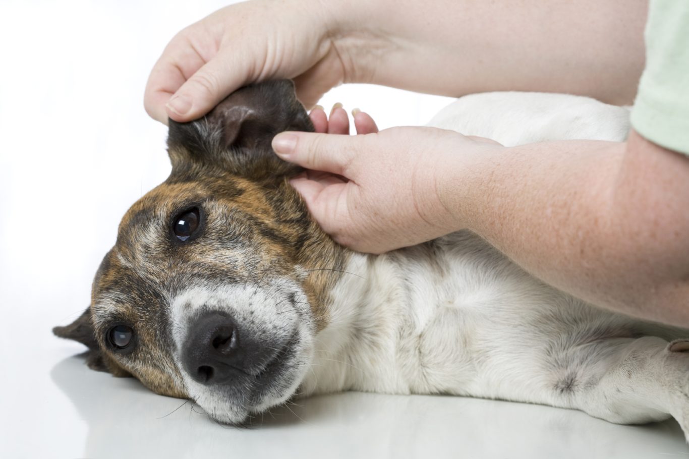 Veterinary practice in Sagone 7 km