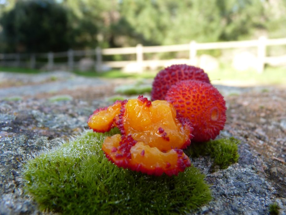 The arbutus are ripe in autumn